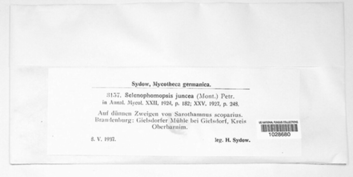 Selenophoma juncea image